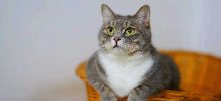 Terremoto, gatti e cani lo hanno sentito prima
